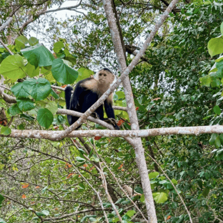 A white-faced capuchin monkey in the trees