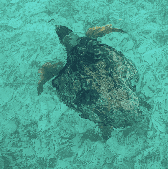 A turtle surfacing from the blue water