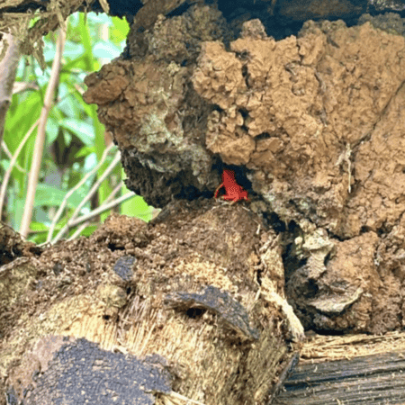 A poisonous red frog on a log