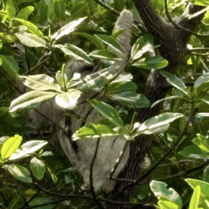 A sloth in a tree