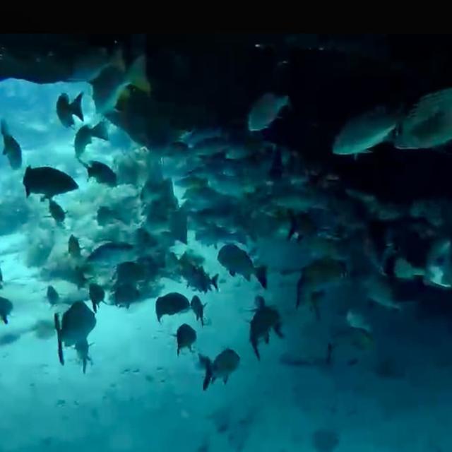 A school of fish under coral