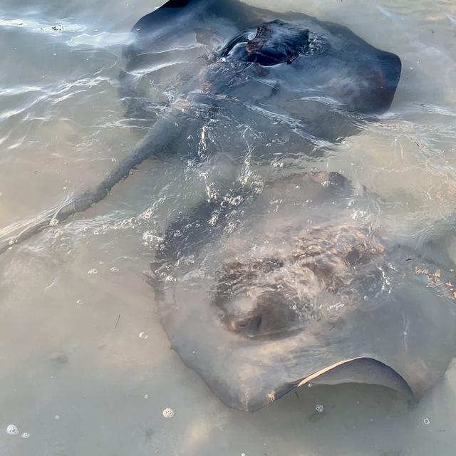 2 Southern Stingways in shallow water