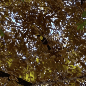 A toucan in a tree