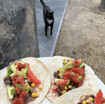 A plate of 4 homemade tacos, with a black and white cat in the background