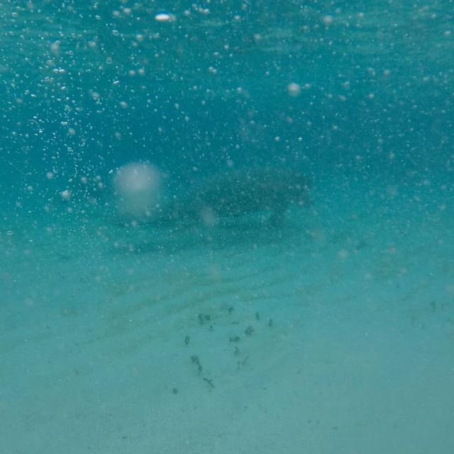 2 manatees float in the background of an underwater photo