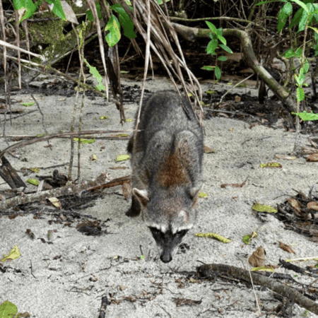 A racoon on the beach