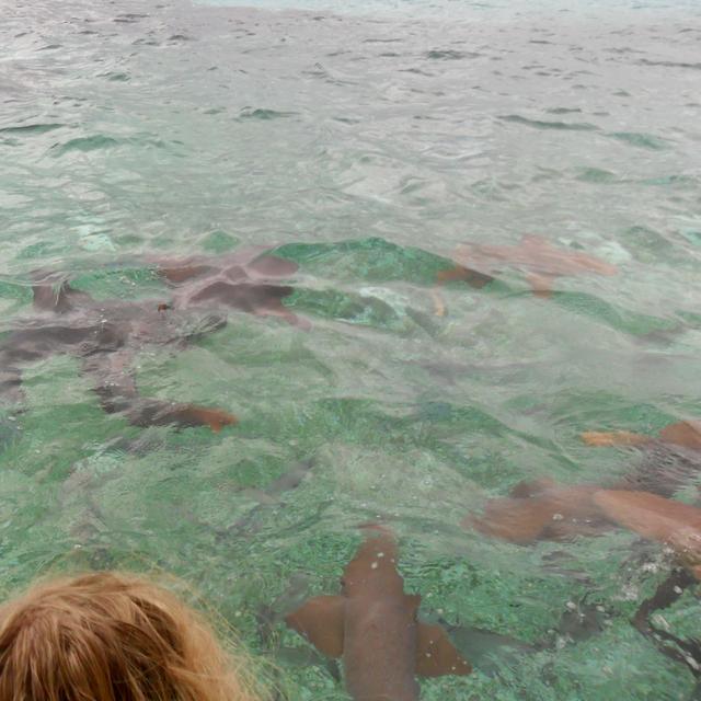A group of nurse sharks swimming on the surface