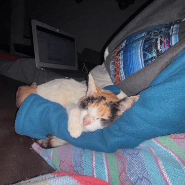 A cat snuggled on Cat's lap next to her laptop