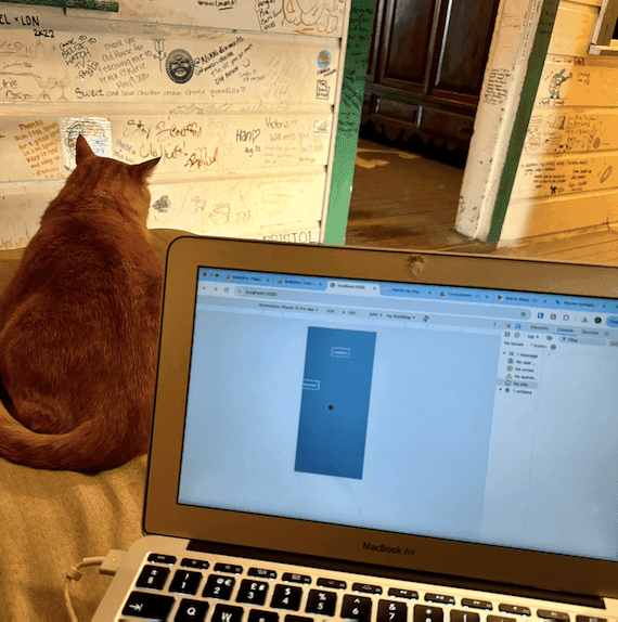 Laptop pictured with a ginger cat