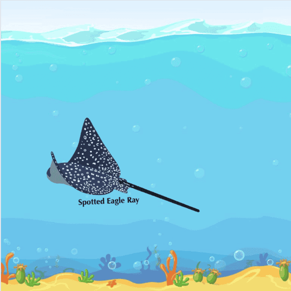 SeaSS app journey showing a spotted eagle ray